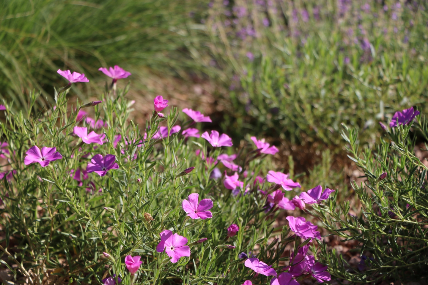 Santa Fe Phlox